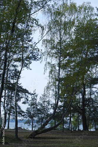 Bizarre tree grows in the forest, which is located by the lake photo