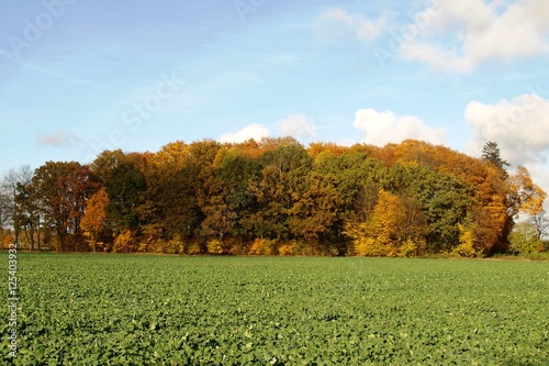 Fototapeta Naklejka Na Ścianę i Meble -  pole rzepaku na tle jesiennych drzew