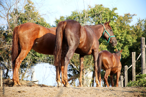 Purebred young hungarian gidran stallions standing in summer corral