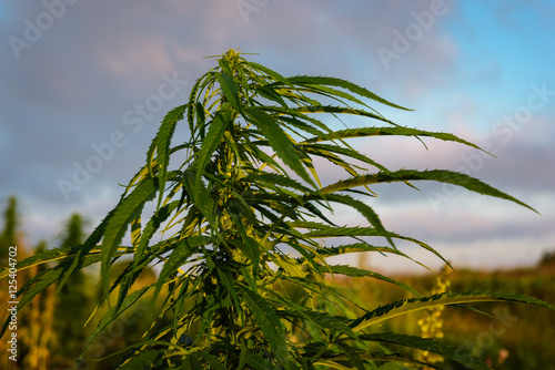 Leaves marijuana plant