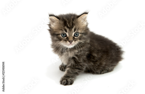 fluffy gray kitten