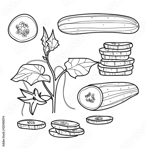 Cucumber hand drawn line art vector set Vegetable illustration d