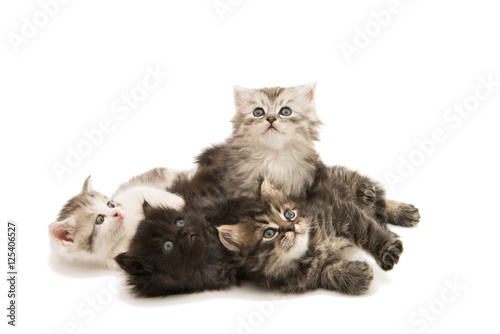 Fototapeta Naklejka Na Ścianę i Meble -  fluffy gray kitten