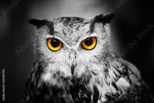 Headshot of a great horned owl