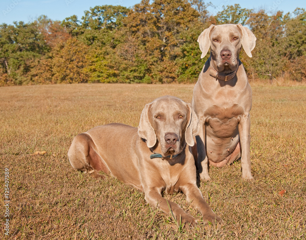 Two beautiful Weimaraner dogs against muted fall color background