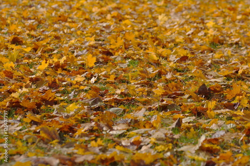 Herbst Laub Hintergrund