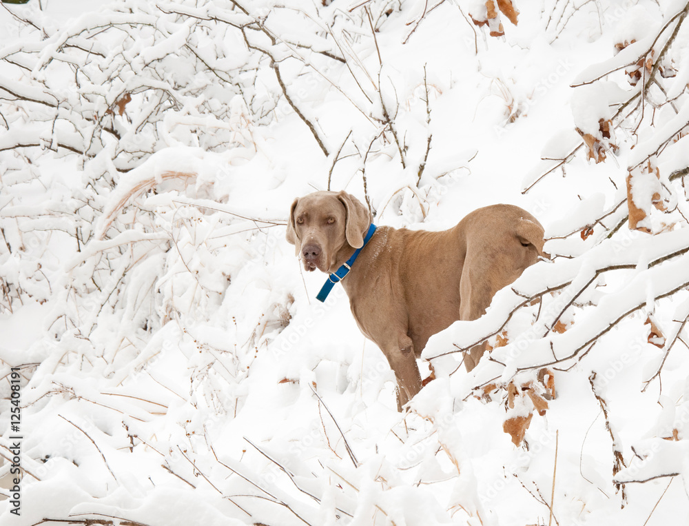 Weimaraner dog in deep snow in winter