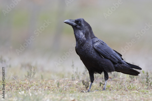 Common Raven