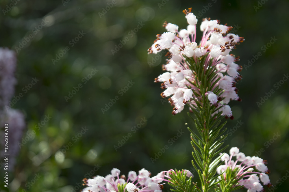 Common heather, Ling (Calluna vulgaris) Common heather, Ling (Calluna vulgaris)