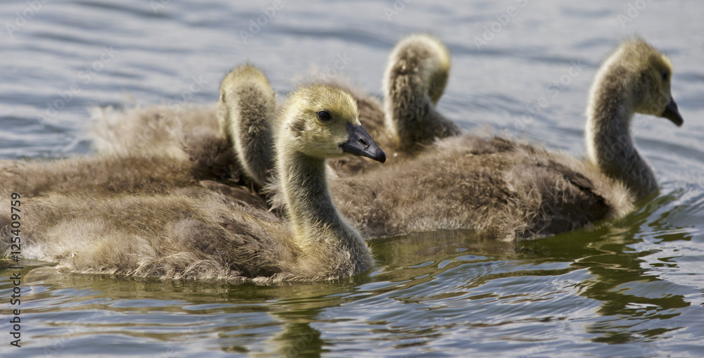 Beautiful isolated photo of a family of the Canada geese Beautiful isolated photo of a family of the Canada geese