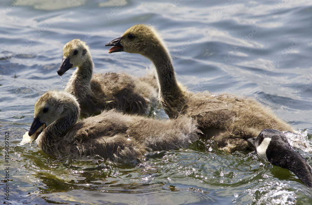 Beautiful isolated photo of a family of the Canada geese Beautiful isolated photo of a family of the Canada geese