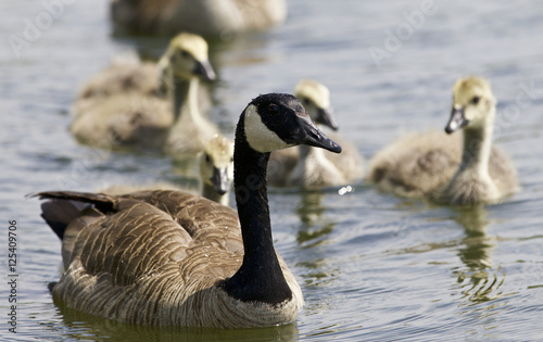 Beautiful isolated photo of a family of the Canada geese © MrWildLife