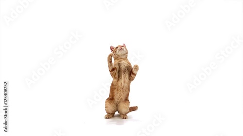 Red Tabby Domestic Cat, Adult Leaping against White Background, Slow motion