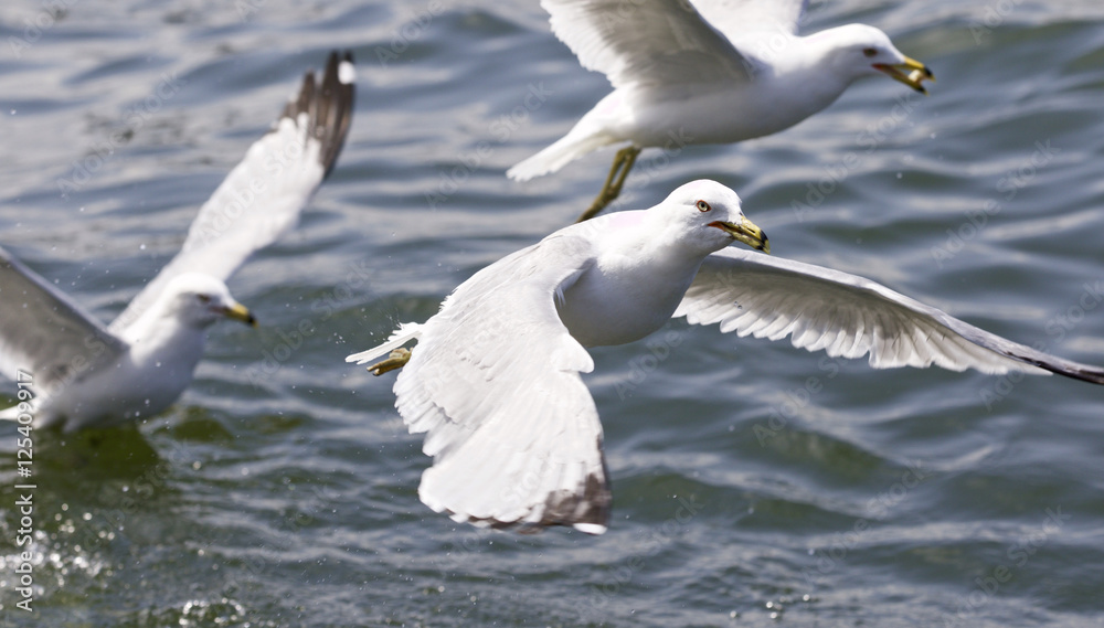 Beautiful isolated photo with the gulls flying Beautiful isolated photo with the gulls flying