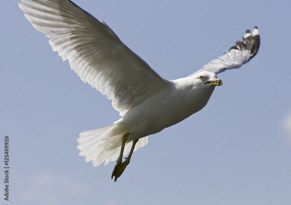 Beautiful image with a gull in the sky Beautiful image with a gull in the sky
