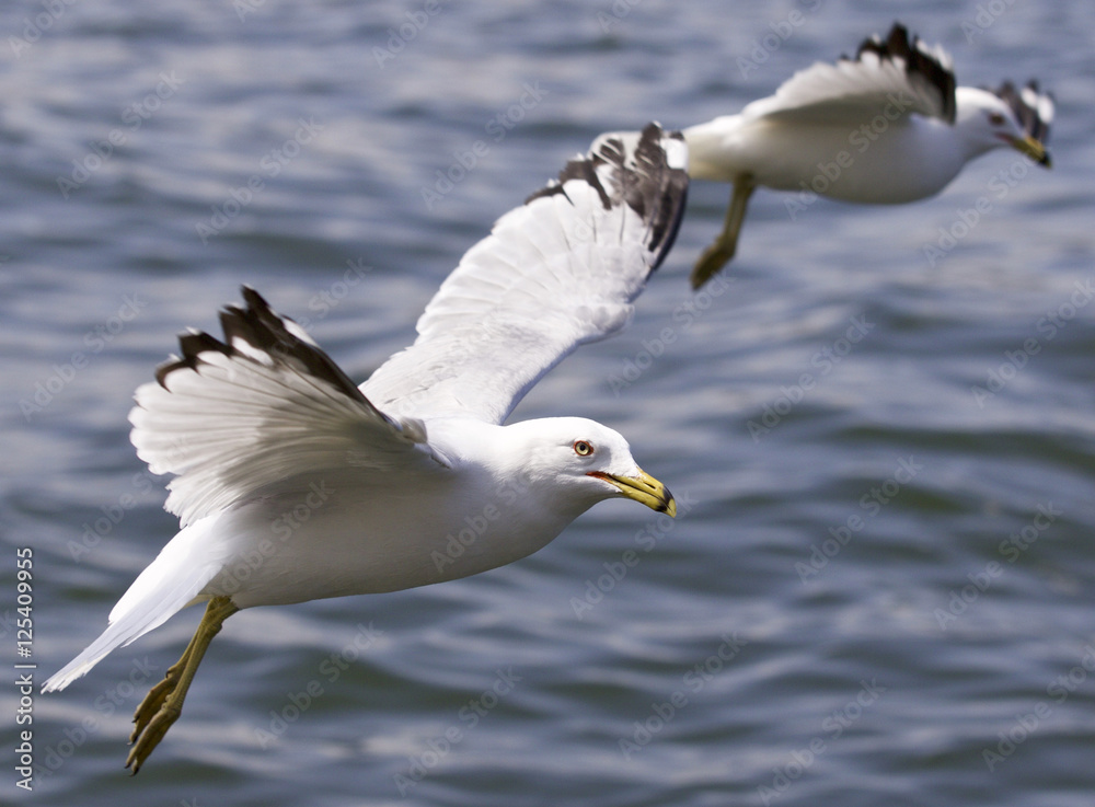 Beautiful isolated picture with the gulls flying Beautiful isolated picture with the gulls flying