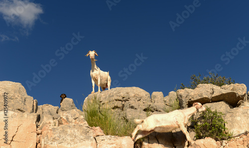 zirvedeki keçiler