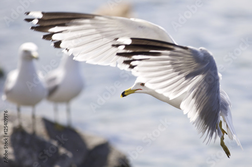 Beautiful photo of a landing gull