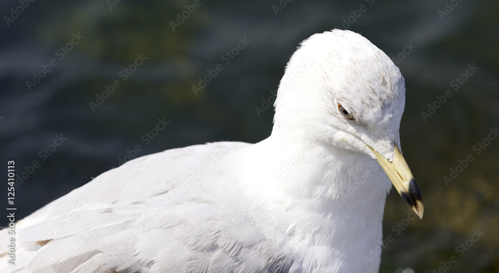 Beautiful background with a ring-billed gull Beautiful background with a ring-billed gull
