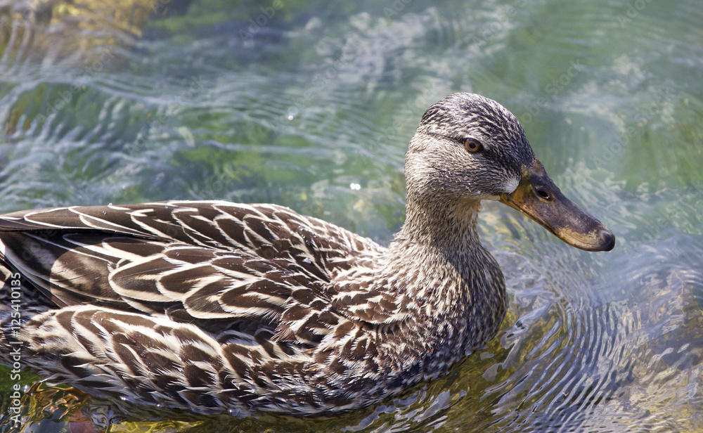 Beautiful photo of a funny duck Beautiful photo of a funny duck