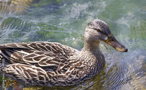 Beautiful photo of a funny duck © MrWildLife