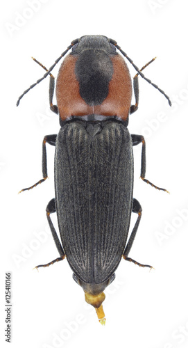 Beetle Cardiophorus discicollis on a white background photo