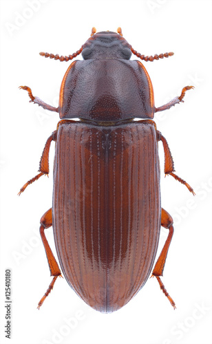 Beetle Uloma culinaris on a white background