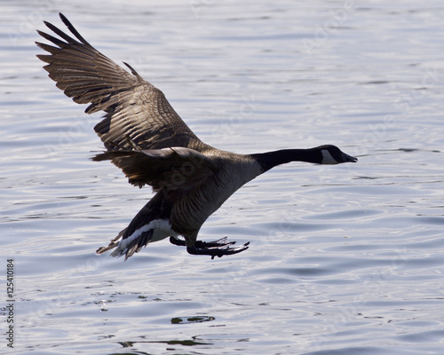 Beautiful background with a Canada goose landing to the water
