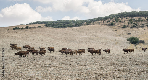 Cows on dairy farm