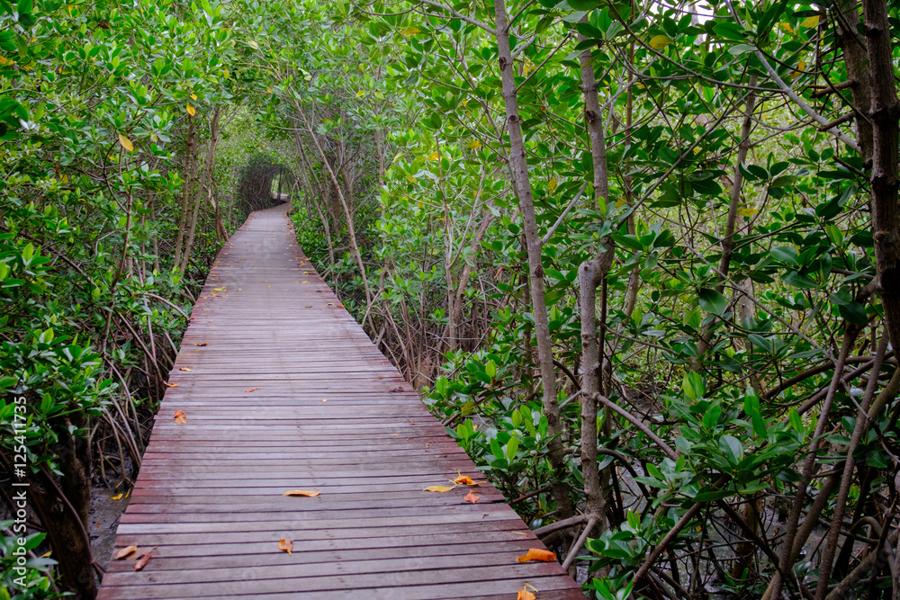 Obraz premium Mangrove forest with wood walkway bridge and leaves of tree.Phetchaburi ,Thailand. Photo taken on: Octuber 29, 2016
