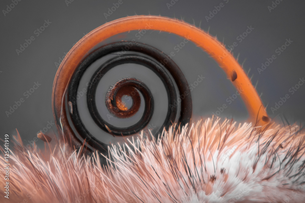 Naklejka premium Extreme magnification - Butterfly proboscis, Vanessa Atalanta