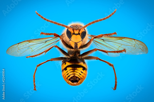 Extreme magnification - Giant Wasp anatomy photo
