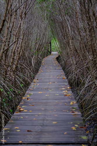 Autumn in mangrove forest with wood walkway bridge and leaves of tree.Phetchaburi  Thailand. Photo taken on  Octuber 29  2016