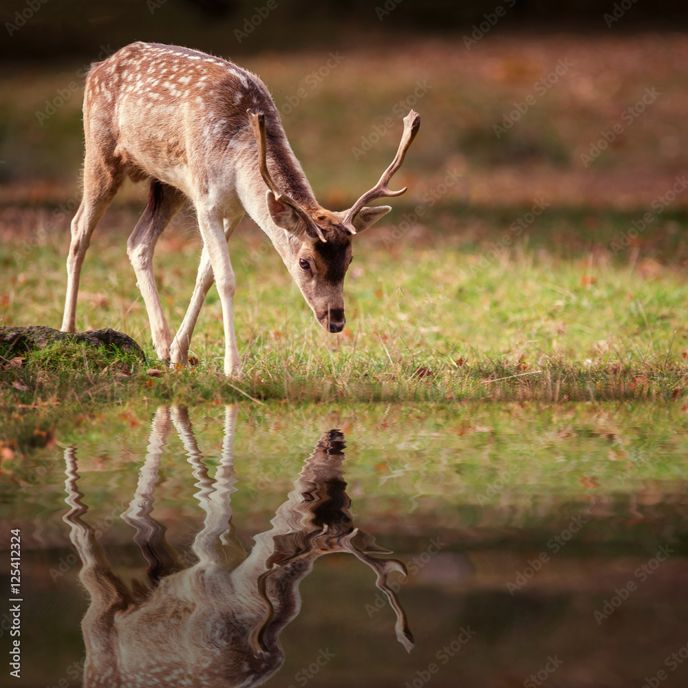 Fototapeta premium Fallow Deer Buck & Reflection Pool