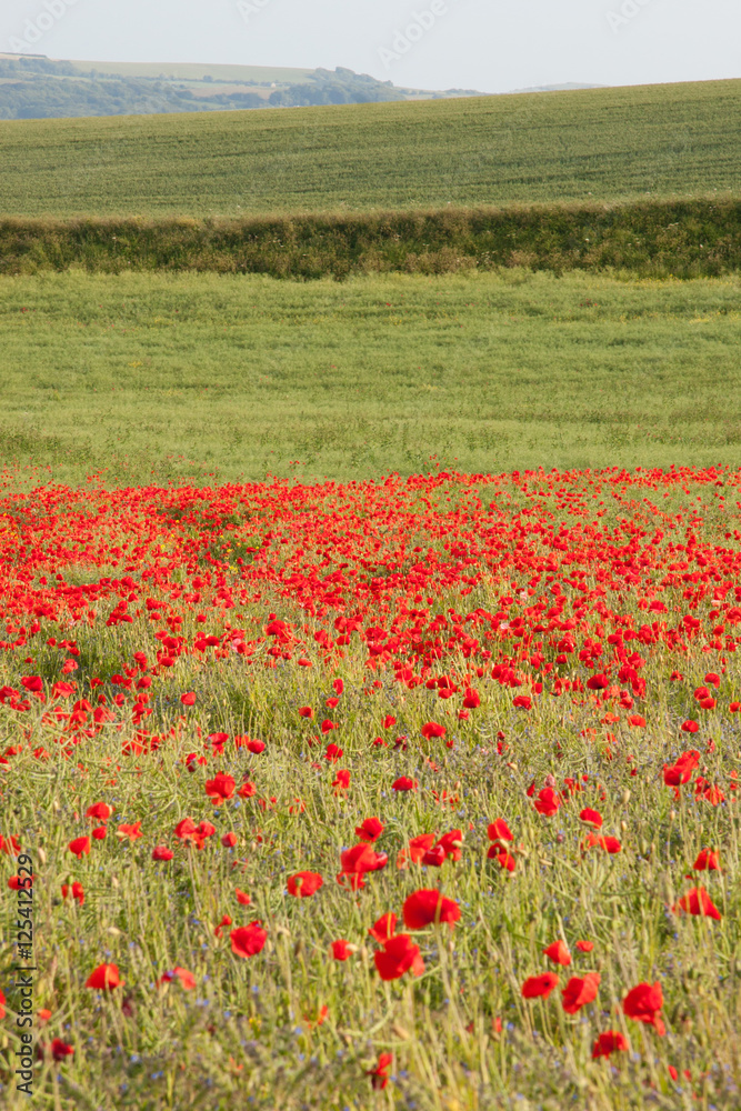 Poppies