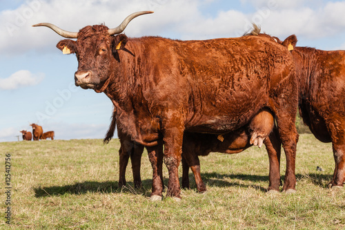 vache