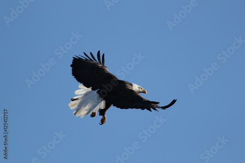 Bald eagle in flight (haliaeetus leucocephalus) by David Hoffman