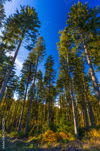 Vertical perspective of pine trees in Belgian forest