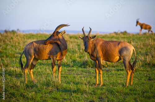 Two topi antelope on the plains of Kenya  one looking at viewer  one scratching his back