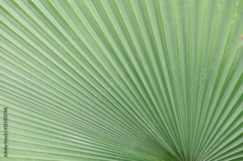 Line and texture of green palm leaves