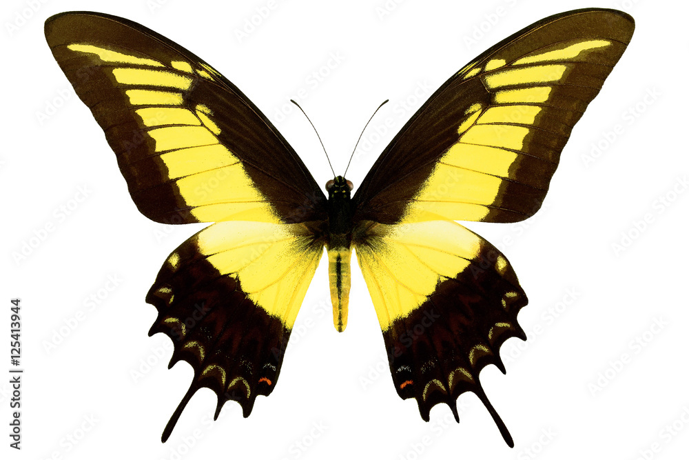 Fototapeta premium Queen Swallowtail tropical butterfly (Papilio androgeus, male) from Peru isolated on white background