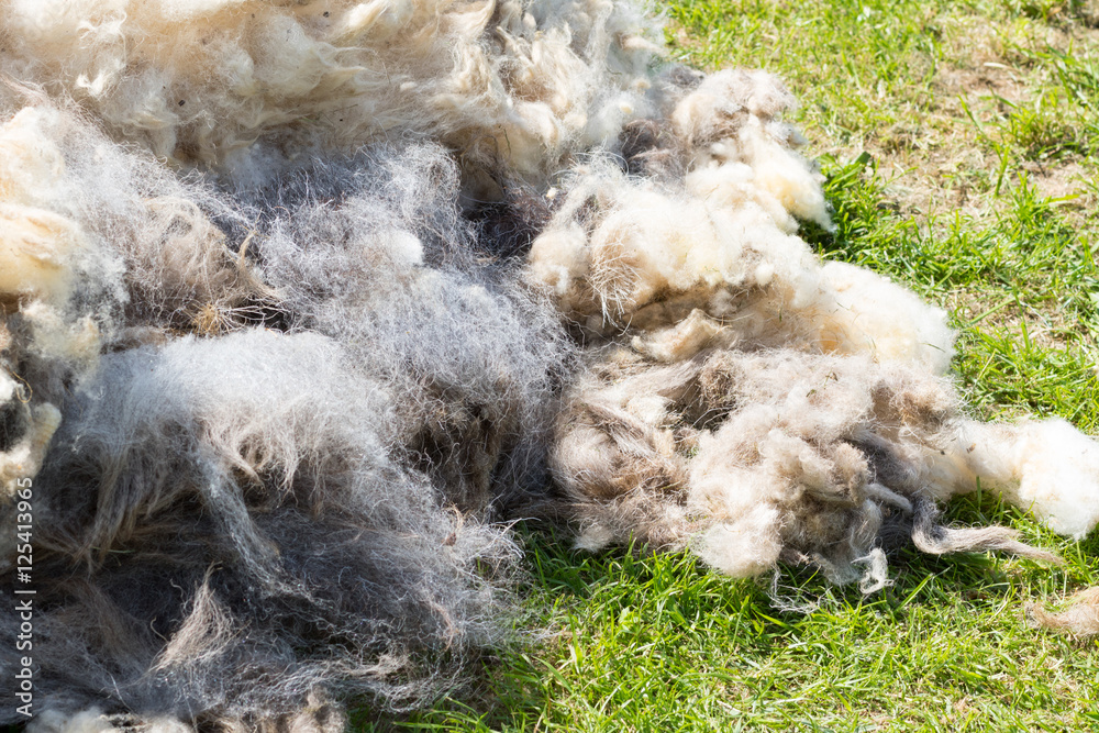 Naklejka premium Schaf wird geschoren