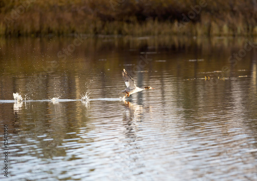 Mergus merganser taking off from the water.