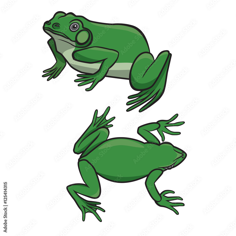Two green frogs