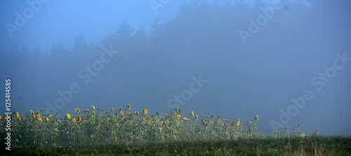 here comes the sun, field of sunflowers between sun and fog