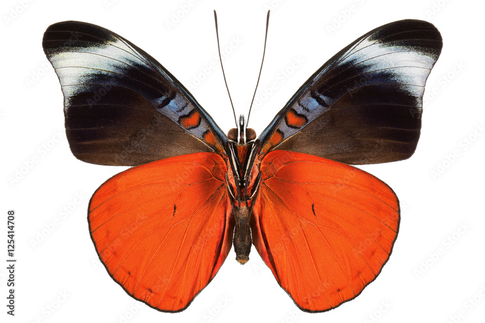 Fototapeta premium Prola Beauty or Red Flasher tropical butterfly (Panacea prola, male, underside) from Costa Rica isolated on white background