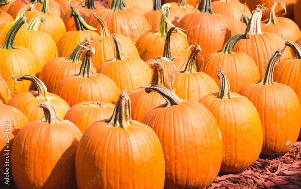 Pumpkins Pumpkins
