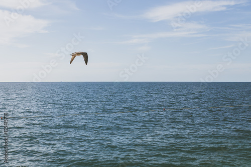 Gaviota volando sobre el mar.