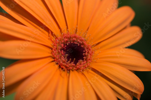 Orange Flower