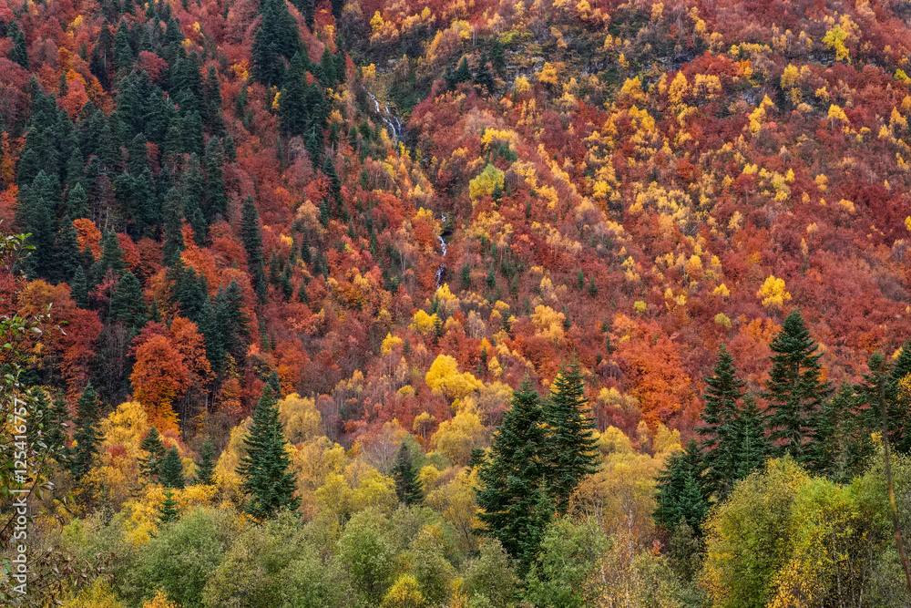 Landscape beautiful autumn nature on the hillside with a waterfall and a mountain creek. Caucasus Mountains, Dombay